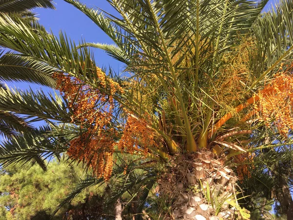 Palmera Nea Fokea Grecia —  Fotos de Stock