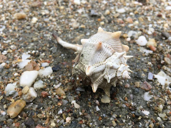 Shell Beach Agios Dimitrios Greece — Stock Photo, Image