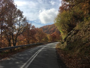Yunanistan 'da bir sonbahar ormanından geçerken