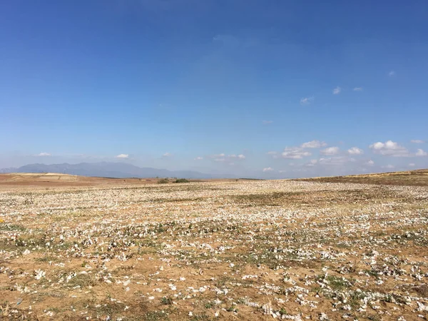 Campo Flores Algodón Vacío Grecia — Foto de Stock