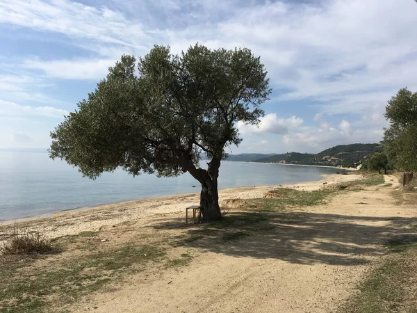 Baum Mit Bank Strand Griechenland — Stockfoto