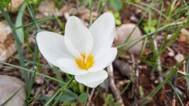 Ariana Yunanistan 'da kayaların arasında Beyaz Bahar Crokusu