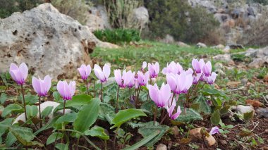 Ariana Yunanistan 'da kayaların arasında Mor Bahar Krokusu