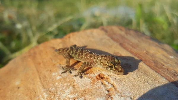 Śródziemnomorski Dom Gecko Skale Kato Korogona Grecja — Zdjęcie stockowe