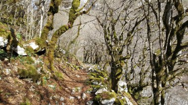 Yunanistan 'ın kuzeyindeki Pindus Dağları' ndaki Vikos Geçidi 'ne giden yol