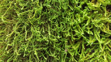 Yunanistan 'ın kuzeyindeki Pindus Dağları' ndaki Vikos Vadisi 'ndeki bir ağaçta yosun.