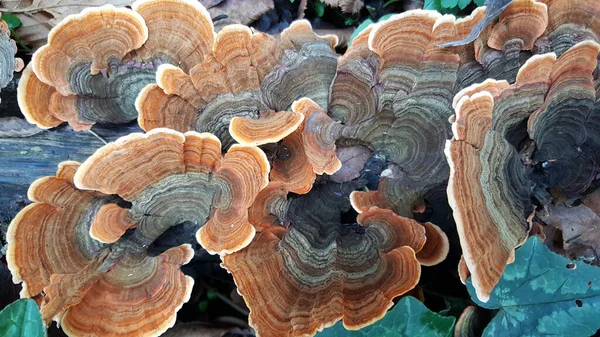 Pilz Einem Baum Der Vikos Schlucht Nordgriechischen Pindus Gebirge — Stockfoto