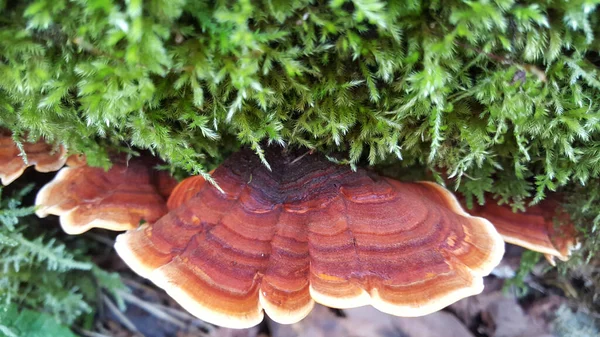 Pilz Einem Baum Der Vikos Schlucht Nordgriechischen Pindus Gebirge — Stockfoto