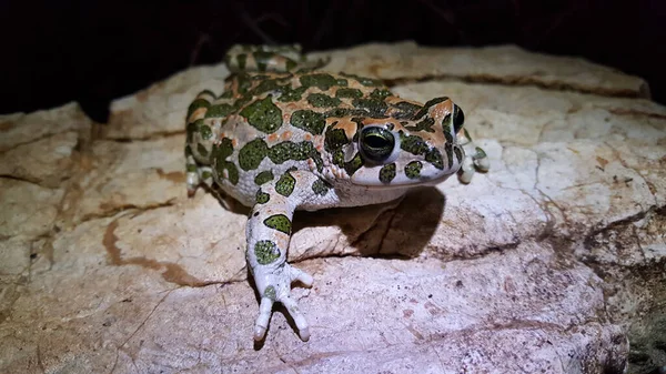 Sapo Verde Europeu Noite Grécia — Fotografia de Stock