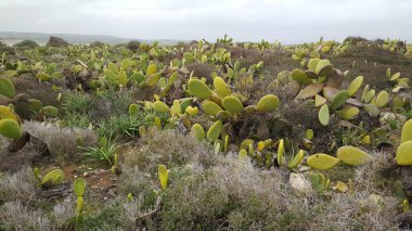 Kaktüs Riserva naturale orientata Oasi Faunistica di Vendicari Ulusal Parkı, İtalya