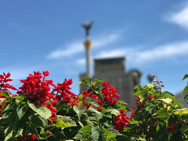 Red flowers with The Founders of Kyiv Monument in the background in Kiev Ukraine