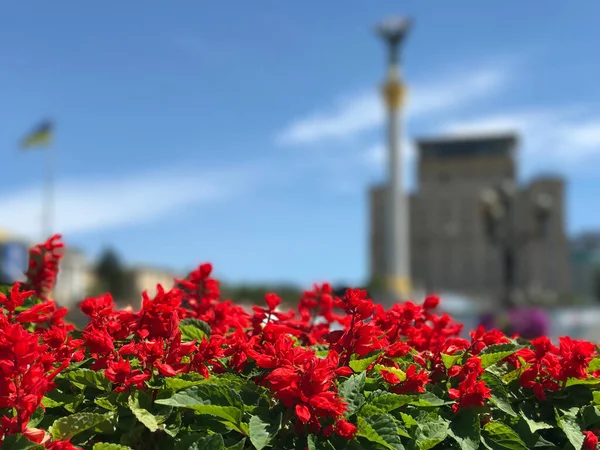 Röda Blommor Med Grundarna Kiev Monument Bakgrunden Kiev Ukraina — Stockfoto