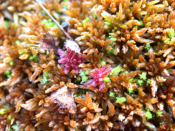 macro shot from peat moss during autumn in Latvia