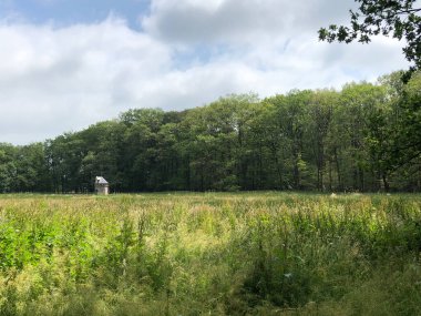 Hollanda, Drenthe eyaletindeki Natuurschoon Nietap Ormanı