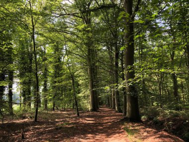 Hollanda, Drenthe eyaletindeki Natuurschoon Nietap Ormanı