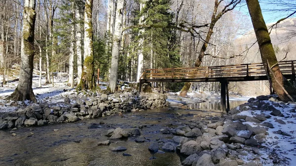 Brücke Über Einen Fluss Biogradska Gora Wald Und Nationalpark Montenegro — Stockfoto