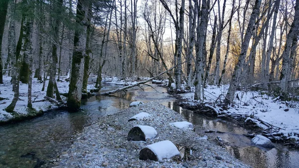 Kleiner Fluss Mit Schnee Biogradska Gora Einem Wald Und Einem — Stockfoto