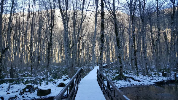 Schnee Biogradska Gora Einem Wald Und Nationalpark Montenegro — Stockfoto