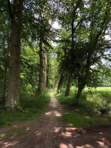 Bosque Natuurschoon Nietap Provincia Drenthe Países Bajos —  Fotos de Stock