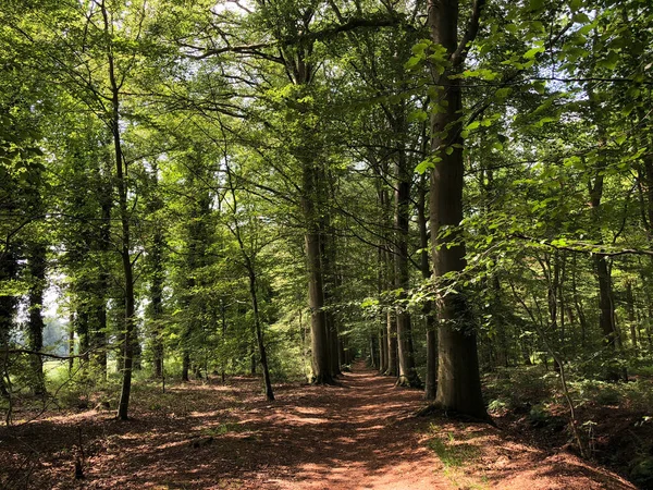 Hollanda, Drenthe eyaletindeki Natuurschoon Nietap Ormanı