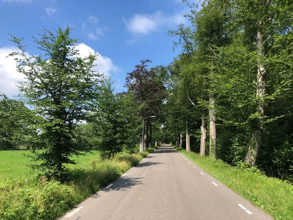 Camino Través Del Bosque Natuurschoon Nietap Provincia Drenthe Países Bajos — Foto de Stock