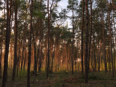 Hollanda, Overijssel 'deki Ulusal Park Sallandse Heuvelrug Ormanı