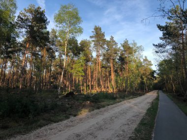 Hollanda, Overijssel 'deki Sallandse Heuvelrug Ulusal Parkı' ndaki ormandan geçen yol.