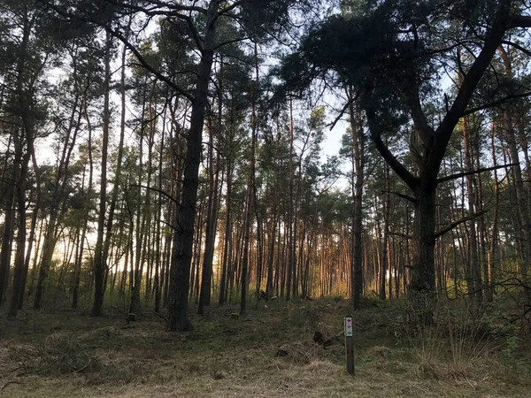 Floresta Parque Nacional Sallandse Heuvelrug Overijssel Países Baixos — Fotografia de Stock