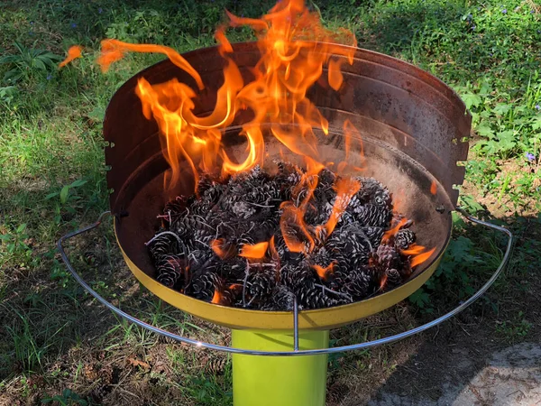 Dry Pine Cones Fire Starters Barbeque Netherlands — Stock Photo, Image