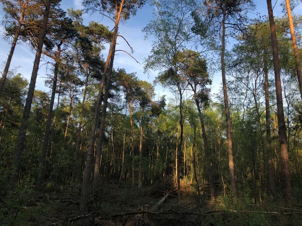 Bossen Het Sallandse Heuvelrug Nationaal Park Overijssel Nederland — Stockfoto