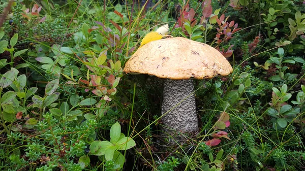 Grande Fungo Noruega — Fotografia de Stock