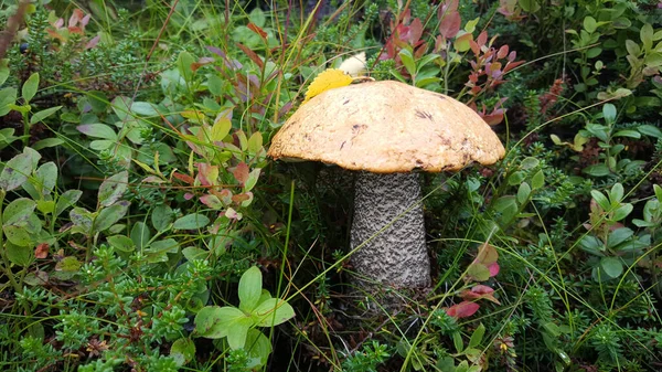 Ein Großer Pilz Norwegen — Stockfoto