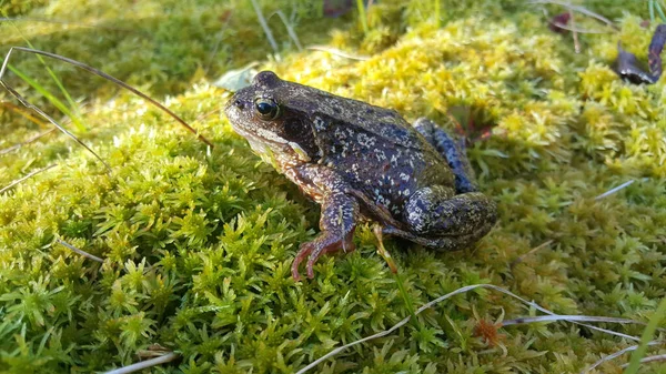 Grenouille Commune Européenne Parc National Moysalen Norvège — Photo