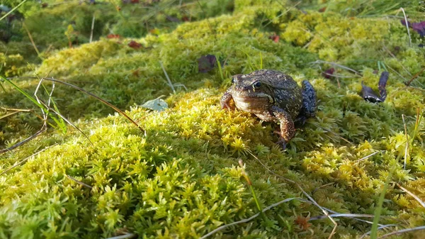 European common frog at Moysalen National Park Norway