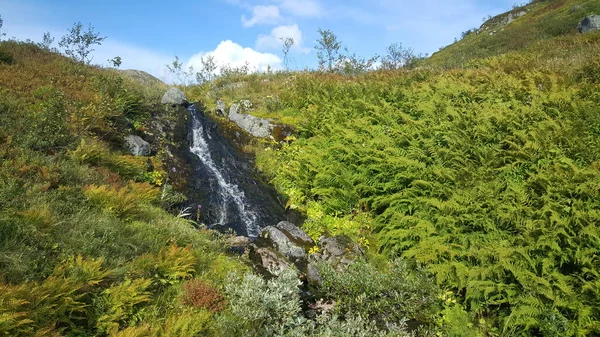 Stream Parco Nazionale Moysalen Norvegia — Foto Stock
