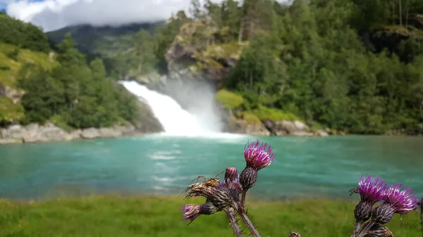 Spindel Vid Lila Blomma Med Vattenfall Bakgrunden Vid Morkidsdalsparken Skjolden — Stockfoto