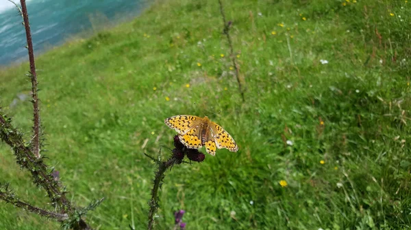 モルドスダーレン公園の花で蝶 Skjohlden Norway — ストック写真