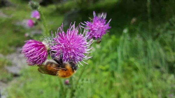 Humblebee Planta Carduus Parque Morkidsdalen Skjolden Noruega —  Fotos de Stock