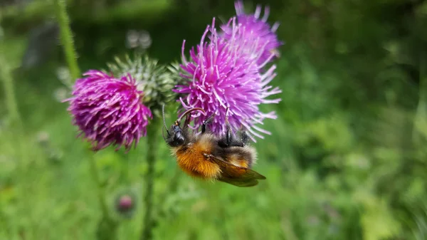 Humblebee Planta Carduus Parque Morkidsdalen Skjolden Noruega —  Fotos de Stock