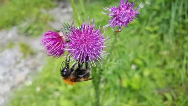 Humblebee Las Moscas Planta Carduus Morkidsdalen Parque Skjolden Noruega —  Fotos de Stock