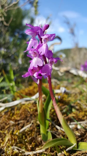 Orquídeas Traça Roxa Parque Natural Las Sierras Aire Candeeiros Portugal — Fotografia de Stock