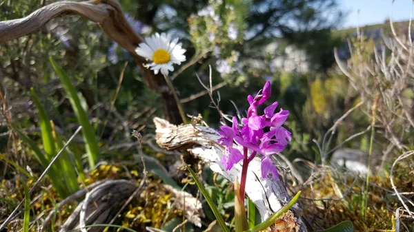 Orquídeas Traça Roxa Parque Natural Las Sierras Aire Candeeiros Portugal — Fotografia de Stock