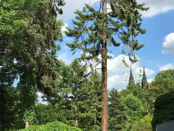 Vitus Kathedraal Vanaf Een Park Praag Tsjechië — Stockfoto