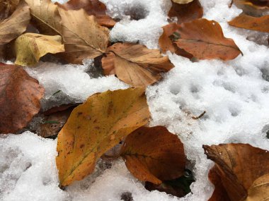 Romanya 'daki Cheile Bicazului-Hasmas Ulusal Parkı' nda yapraklar yağdı