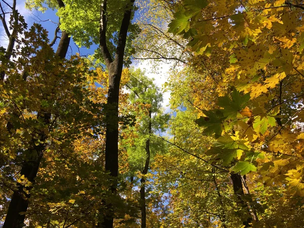 Skog Vid Tampberget Hösten Brasov Rumänien — Stockfoto