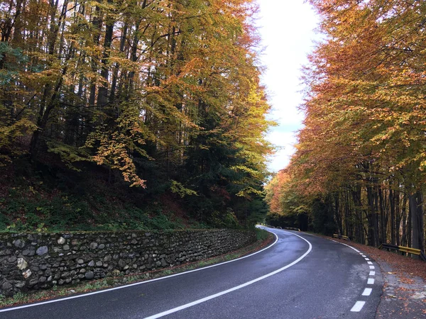 Floresta Outono Passo Transfagarasan Romênia — Fotografia de Stock