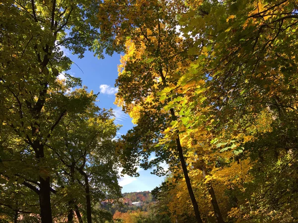 Foresta Tampa Montagna Durante Autunno Brasov Romania — Foto Stock