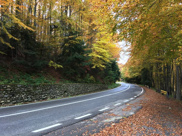 Floresta Outono Passo Transfagarasan Romênia — Fotografia de Stock