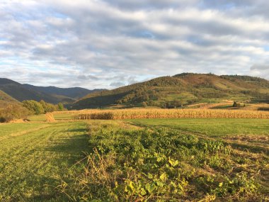 Chicu Romanya çevresindeki tarım arazileri