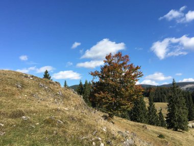 Romanya 'daki Apuseni Doğal Parkı' nda sonbaharda bir tepenin üzerindeki ağaç